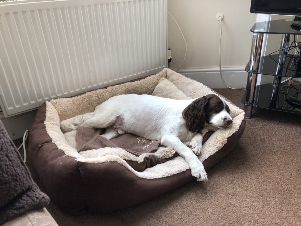 Bruno asleep in his basket